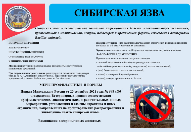 СИБИРСКАЯ ЯЗВА. СИБИРСКАЯ ЯЗВА.